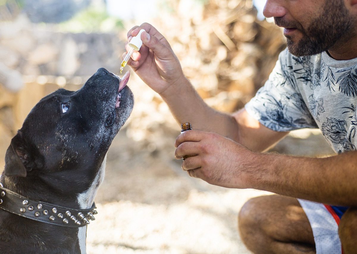Quelle quantité de CBD dois-je donner à mon chien pour l'anxiété