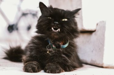 découvrez notre large sélection de colliers pour chats, alliant style et confort. offrez à votre félin un accessoire unique et sécurisant, disponible dans divers coloris et motifs. parfait pour les promenades ou pour la maison, chaque collier est conçu avec des matériaux de qualité pour le bien-être de votre compagnon.