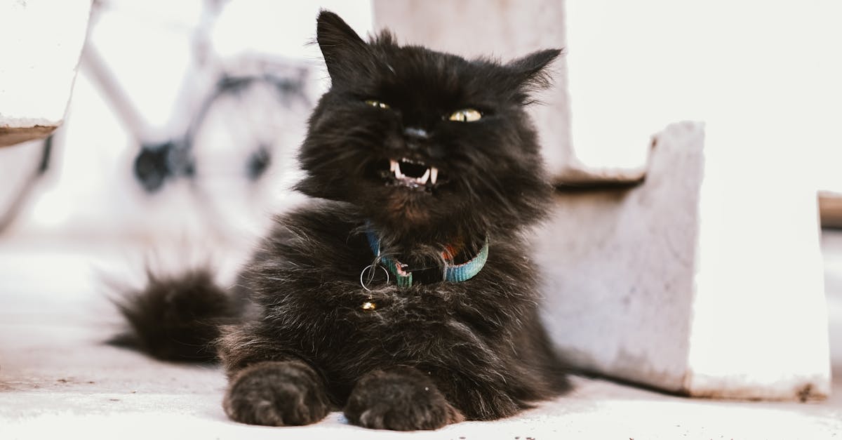 découvrez notre large sélection de colliers pour chats, alliant style et confort. offrez à votre félin un accessoire unique et sécurisant, disponible dans divers coloris et motifs. parfait pour les promenades ou pour la maison, chaque collier est conçu avec des matériaux de qualité pour le bien-être de votre compagnon.
