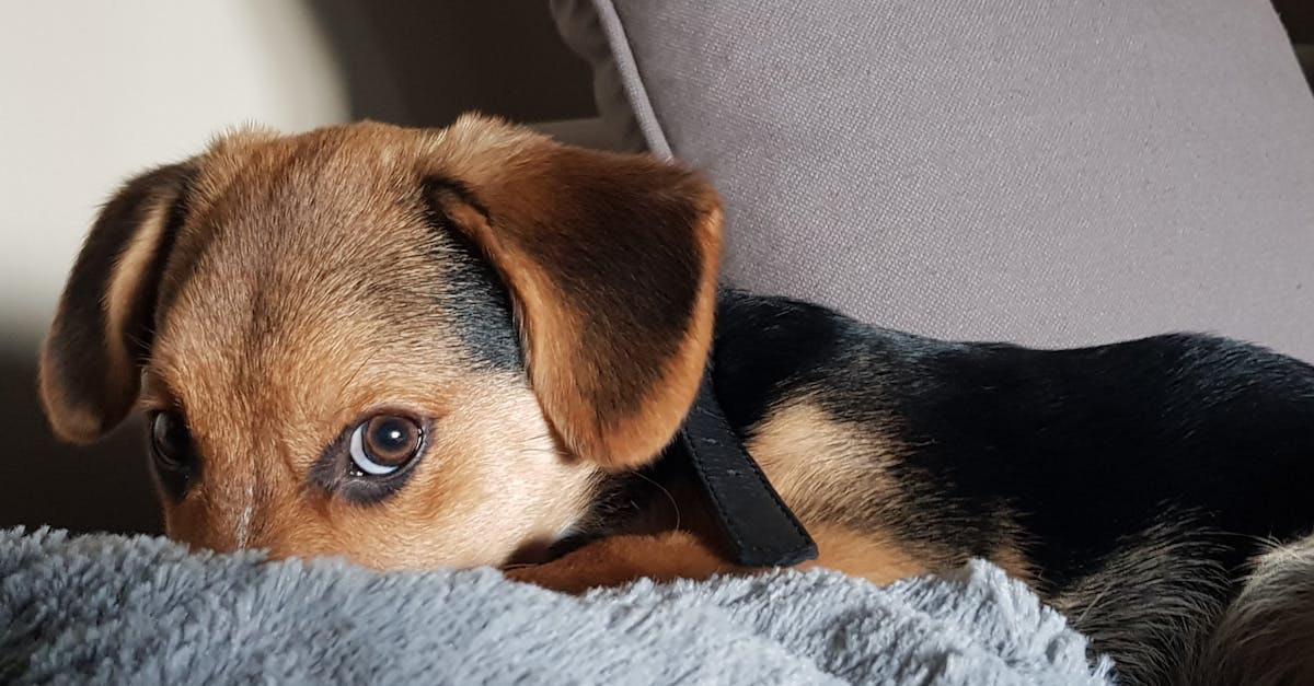 découvrez notre sélection de colliers pour chiens alliant style et confort. chaque collier est conçu pour assurer la sécurité de votre fidèle compagnon tout en ajoutant une touche personnelle à son look. idéal pour les promenades, notre gamme propose des matériaux de qualité et des designs variés adaptés à toutes les tailles.