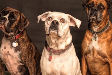 découvrez notre large sélection de colliers pour chiens, alliant confort et style. offrez à votre compagnon à quatre pattes un accessoire résistant et tendance, adapté à sa taille et à son caractère. idéal pour les promenades ou les moments de détente, nos colliers sont conçus pour le bien-être de votre animal.