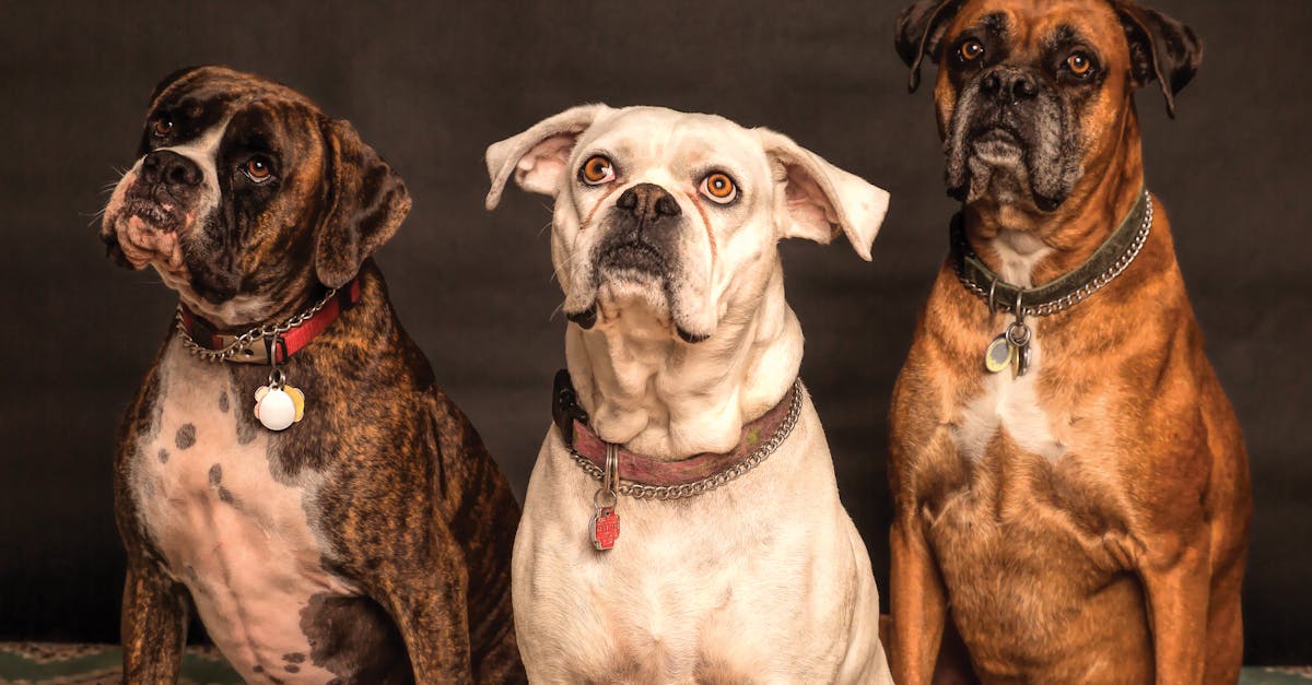 découvrez notre large sélection de colliers pour chiens, alliant confort et style. offrez à votre compagnon à quatre pattes un accessoire résistant et tendance, adapté à sa taille et à son caractère. idéal pour les promenades ou les moments de détente, nos colliers sont conçus pour le bien-être de votre animal.