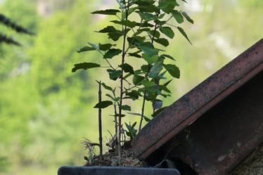 a potted plant is growing out of a gutter