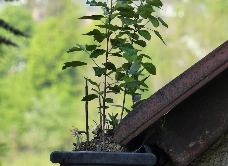 a potted plant is growing out of a gutter