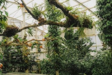 Lush greenhouse interior with a long table and benches.