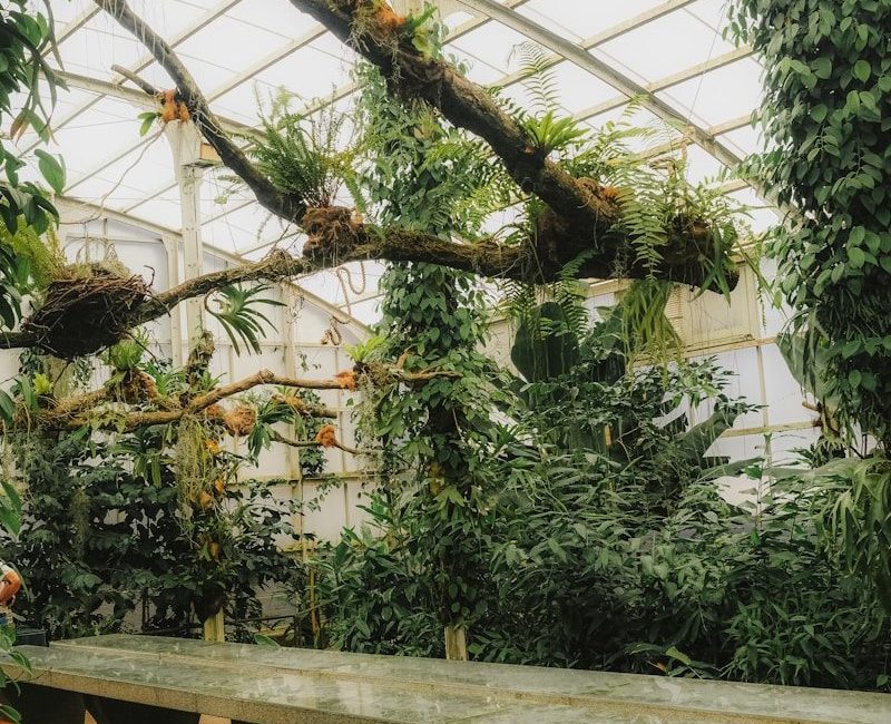 Lush greenhouse interior with a long table and benches.