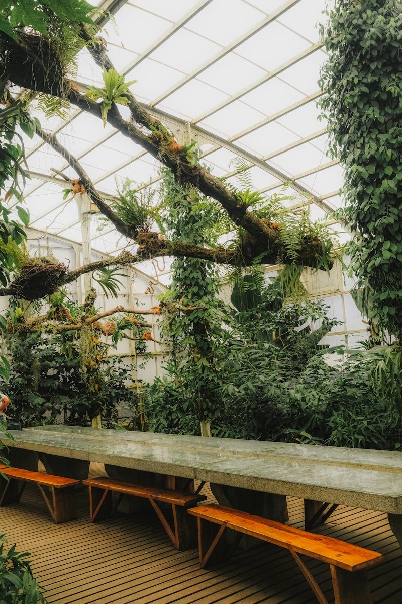 Lush greenhouse interior with a long table and benches.