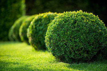 jardinier paysagistes à Cannes